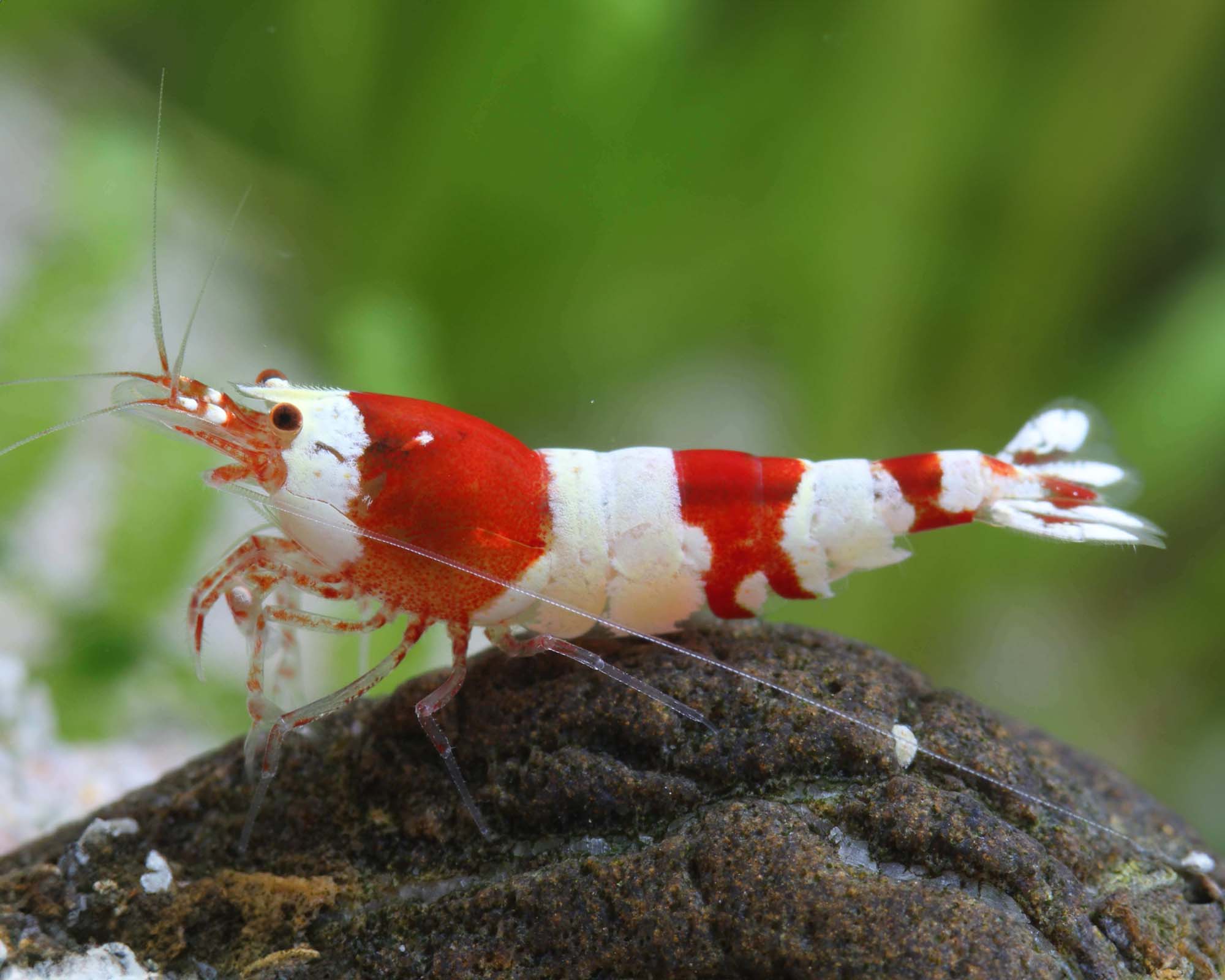 Caridina logemanni (Red Bee Shrimp K4 DNZ)